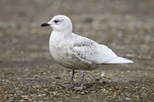 Images Dated 7th February 2011: Iceland Gull - 2nd winter - vagrant - Lowestoft - Suffolk - February