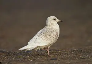 Iceland Gull - 2nd winter - vagrant - Lowestoft - Suffolk - February