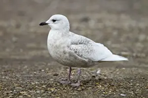 UK Wildlife Prints: Iceland Gull - 2nd winter - vagrant - Lowestoft - Suffolk - February