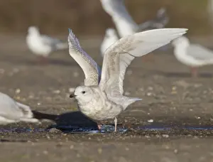 Taking Off Prints: Iceland Gull - 2nd winter - vagrant taking off - Lowestoft - Suffolk - February