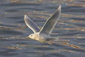 Iceland Gull - adult in flight - Iceland
