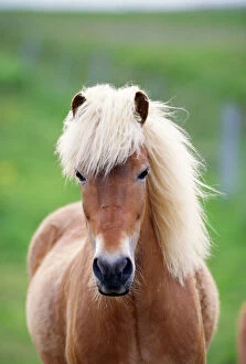 Scandinavia Collection: Icelandic Horse