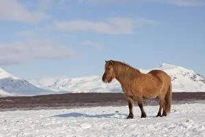 Icelandic Horse adults in winter landscape