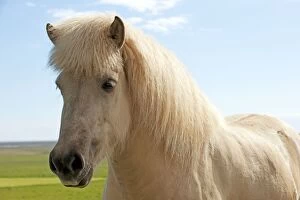 Images Dated 7th July 2012: Icelandic Horse Iceland
