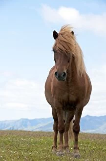 Images Dated 10th July 2012: Icelandic Horse Iceland