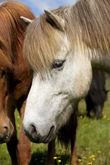 Images Dated 10th July 2012: Icelandic Horse Iceland