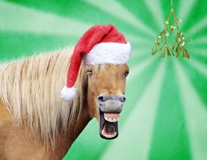 Icelandic Horse - laughing - wearing Christmas hat with mistletoe Date: 18-Dec-13