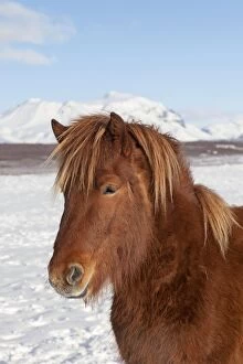 Icelandic Horse portrait adult