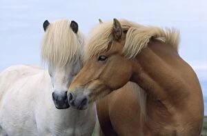 ICELANDIC HORSE - two smelling each other in communication. nuzzling
