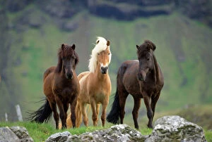Images Dated 26th June 2008: Icelandic Horse - three standing