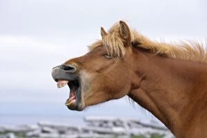 Images Dated 9th July 2008: Icelandic Horse - yawning