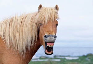 ICELANDIC HORSE - yawning