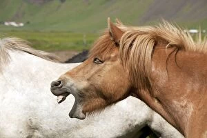 Images Dated 10th July 2012: Icelandic Horse - yawning Iceland