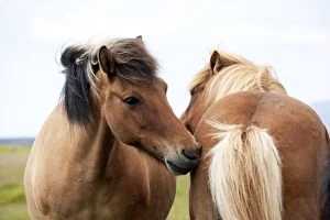 Images Dated 10th July 2012: Icelandic Horses - grooming each other Iceland