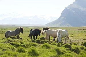 Images Dated 7th July 2012: Icelandic Horses Iceland