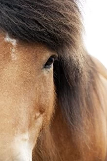 Images Dated 4th July 2012: Icelandic Horses Iceland