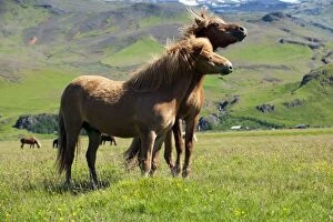 Images Dated 10th July 2012: Icelandic Horses Iceland