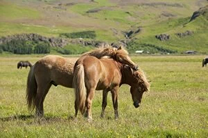 Images Dated 10th July 2012: Icelandic Horses Iceland