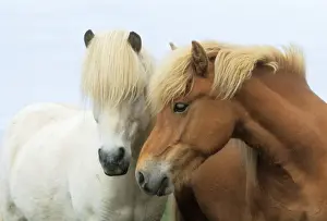 Christmas Prints: Icelandic Horses JD 14974E © John Daniels / ardea. com