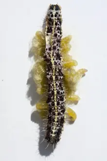 Emerging Prints: Ichneumon Fly larvae - emerging from Large White caterpillar host