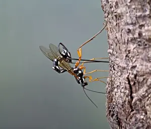 Ichneumon - parasitising wood wasp - Bedfordshire - UK 007477