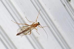 Images Dated 9th July 2012: Ichneumon Wasp