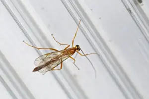 Ichneumon Wasp - UK