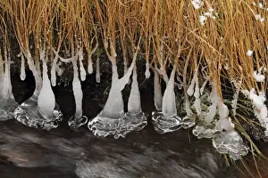 Icicle Prints: Icicles - at edge of river - Arch Mountain - Germany