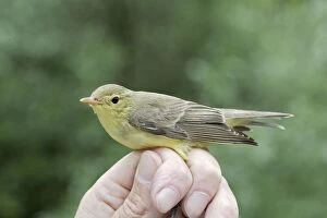 Images Dated 15th May 2007: Icterine Warbler - being held by person