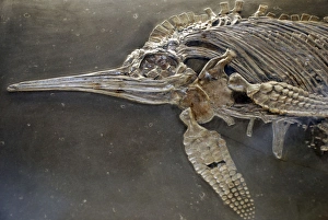 Images Dated 22nd April 2007: Ictrhyosaur, fossil reptile, Jurassic