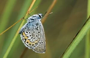 Images Dated 8th August 2006: Idas Blue Butterfly
