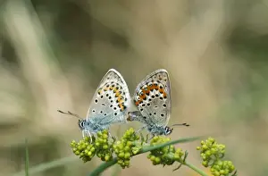 Blues Prints: Idas Blue Butterfly - mating pair Cevennes, France