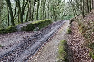 Images Dated 11th January 2011: Idless Woods - Cornwall - UK