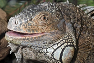 Images Dated 15th April 2007: Iguana: Central/ South America