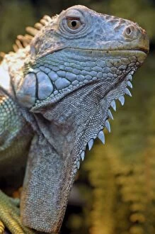 Iguana - South America