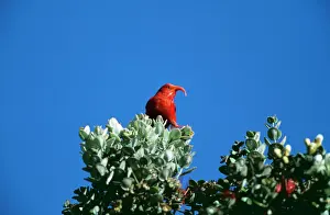 Beak Prints: Iiwi Bird COS 583 Vestiaria coccinea - Hawaiian endemic on Ohia tree