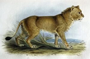 Illustration: Asian lion from Transactions Zoological