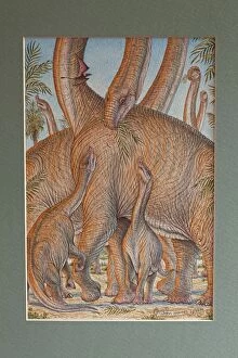 Images Dated 19th April 2012: Illustration - Brachiosaurus feeding young. Jurassic