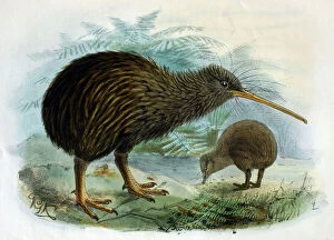 Images Dated 15th November 2005: Illustration: Brown Kiwi- from Buller 1873