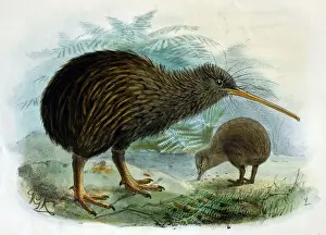 New Zealand Prints: Illustration: Brown Kiwi- from Buller 1873