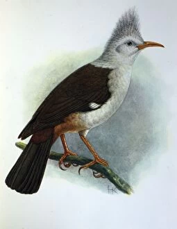 Images Dated 15th November 2005: Illustration: Crested starling/ Hoopoe starling, Reunion. From Rothschild 1907