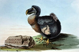 Extinct Collection: Illustration: Dodo- from Strickland 1848
