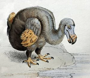 Extinct Collection: Illustration: Dodo- from Strickland 1848