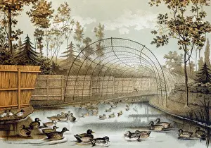 Historical Prints: Illustration - Duck decoy in operation- entrance to decoy pipe with lure dog at work (from Payne Galway)