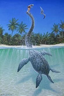 Images Dated 30th March 2012: Illustration - Elasmosaurus platyurus emerging