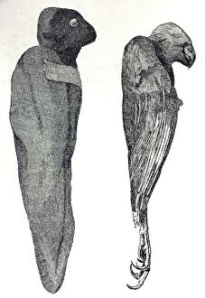 Images Dated 25th August 2006: Illustration - Eqyptian Mummy Falcons