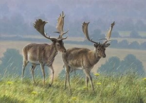Images Dated 14th March 2016: Illustration Fallow Deer_x000B_
