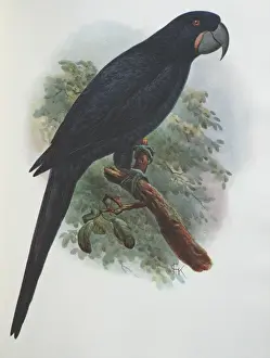 Print Prints: Illustration: Guadalupe parrot- from Rothschild 1907, original artwork by J G Keulemans
