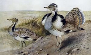 Images Dated 16th November 2005: Illustration: Houbara (MacQueen's) bustard. From Baker 1921