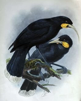 Images Dated 15th November 2005: Illustration: Huia, male and female. From Buller 1873, original artwork by J G Keulemans